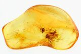 Two Fossil Fungus Gnats (Mycetophilidae) in Baltic Amber #310960-1